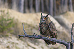 sitting Eurasian Eagle Owl