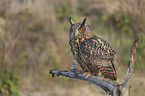sitting Eurasian Eagle Owl