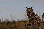 sitting Eurasian Eagle Owl