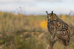 sitting Eurasian Eagle Owl