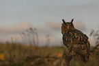 sitting Eurasian Eagle Owl