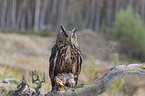 sitting Eurasian Eagle Owl