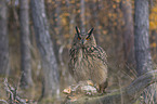 sitting Eurasian Eagle Owl