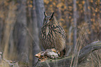 sitting Eurasian Eagle Owl