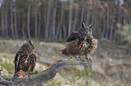 sitting Eurasian Eagle Owls