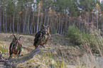 sitting Eurasian Eagle Owls