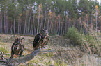 sitting Eurasian Eagle Owls