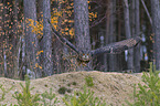 flying Eurasian Eagle Owl