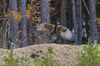 flying Eurasian Eagle Owl