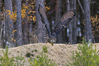 flying Eurasian Eagle Owl