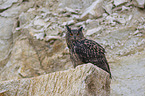 sitting Eurasian Eagle Owl