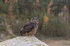 sitting Eurasian Eagle Owl