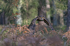 flying Eurasian Eagle Owl