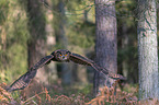 flying Eurasian Eagle Owl