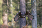 flying Eurasian Eagle Owl