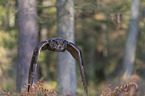 flying Eurasian Eagle Owl