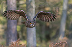 flying Eurasian Eagle Owl
