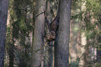 flying Eurasian Eagle Owl