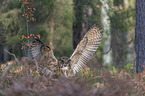 sitting Eurasian Eagle Owl