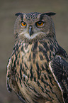 Eurasian Eagle Owl