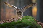 standing Eurasian Eagle Owl