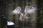 flying Eurasian Eagle Owl