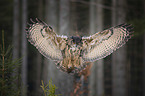 flying Eurasian Eagle Owl