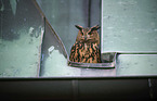 Eurasian Eagle Owl portrait
