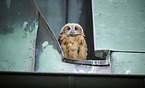 Eurasian Eagle Owl on the roof