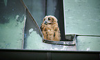 Eurasian Eagle Owl on the roof
