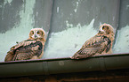 Eurasian Eagle Owls on the roof