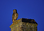 sitting Eurasian Eagle Owl