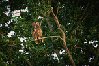 sitting Eurasian Eagle Owl