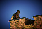 sitting Eurasian Eagle Owl