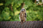 sitting Eurasian Eagle Owl