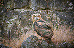 sitting Eurasian Eagle Owl