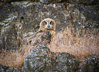 sitting Eurasian Eagle Owl