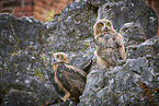 Eurasian Eagle Owls