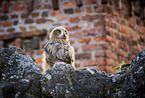 sitting Eurasian Eagle Owl