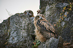 Eurasian Eagle Owls