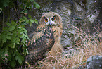 sitting Eurasian Eagle Owl