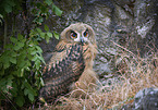 sitting Eurasian Eagle Owl
