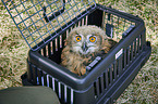 young Eurasian Eagle Owl in the box