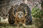 standing Eurasian Eagle Owl