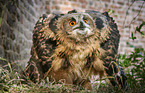 standing Eurasian Eagle Owl