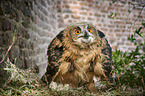 standing Eurasian Eagle Owl