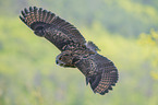 flying Eurasian Eagle Owl