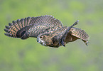 flying Eurasian Eagle Owl