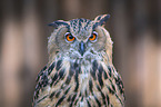 Eurasian Eagle Owl portrait