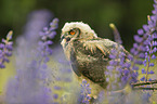 sitting Eurasian Eagle Owl